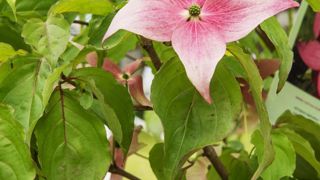 Pepinière Damien Devos